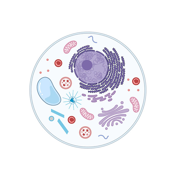 Organelle Research